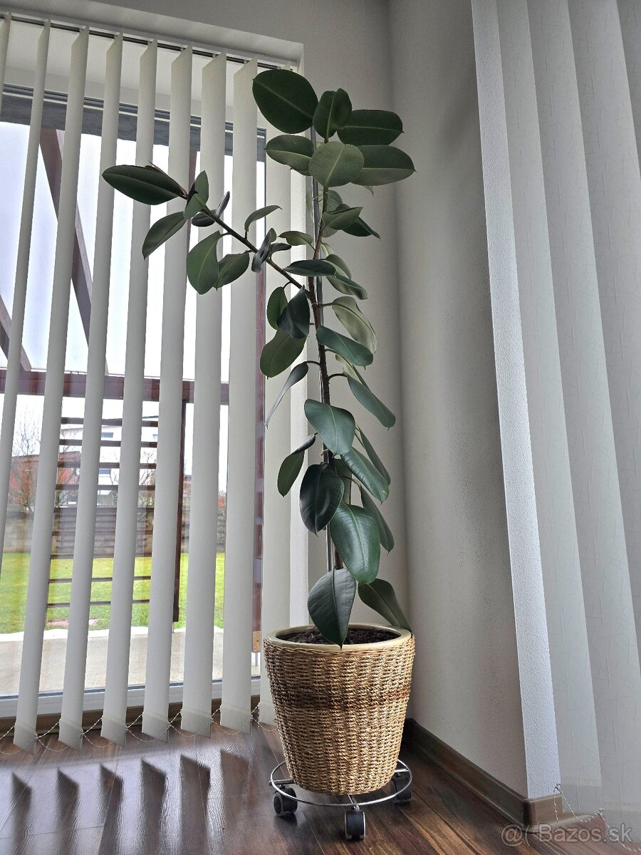 Ficus Elastica Robusta 188 cm - 2