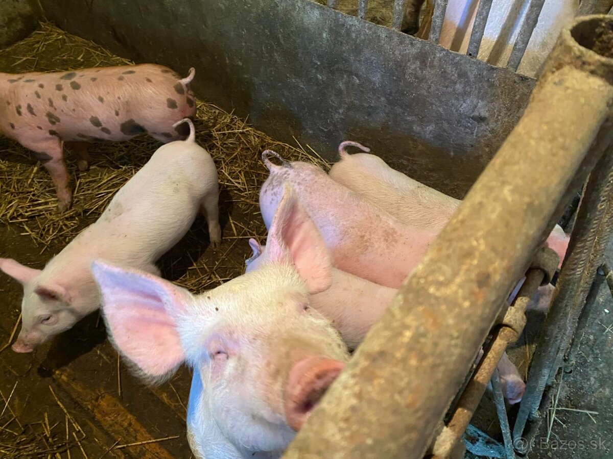 Predám odstavčatá - 2