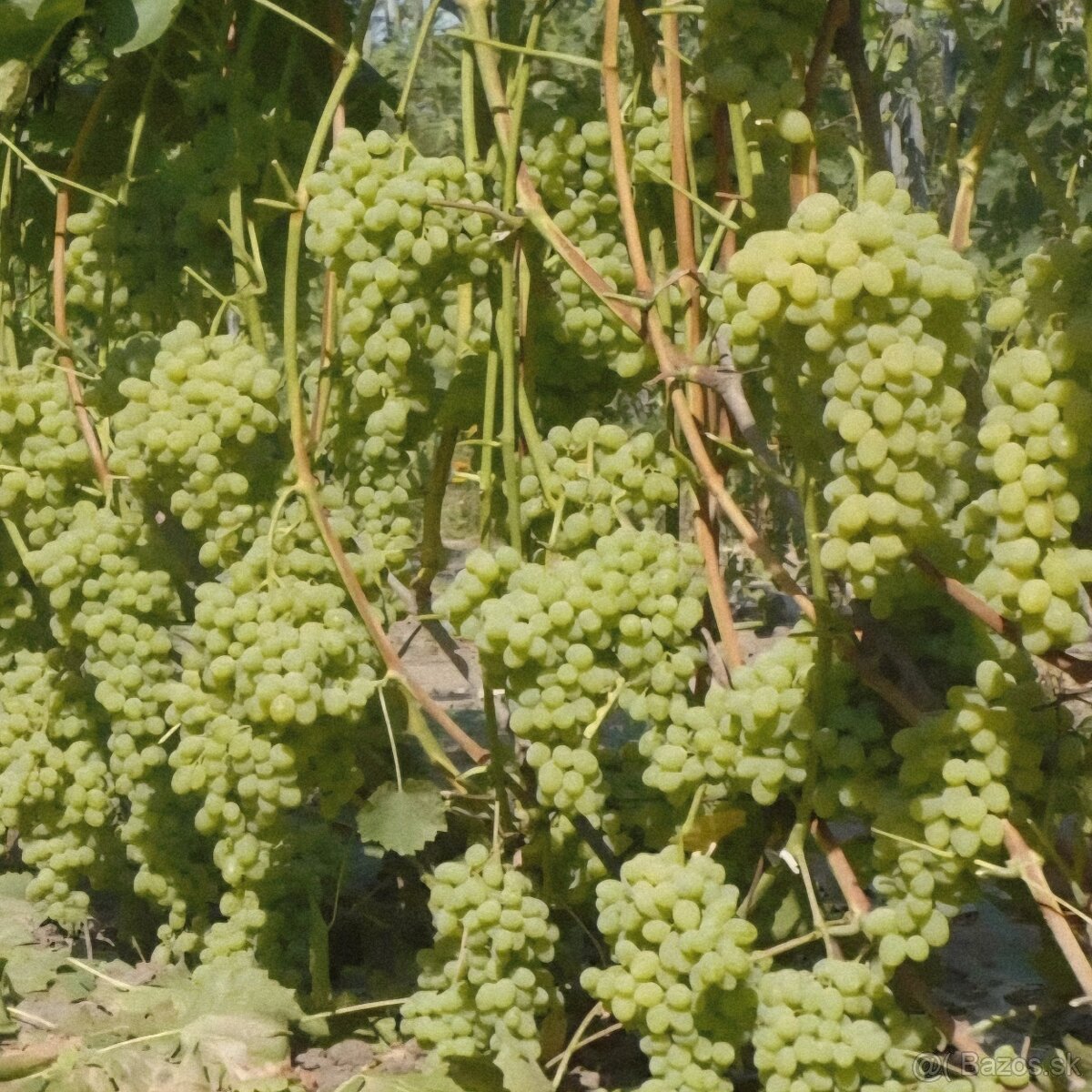 Sadenice viniča - 2