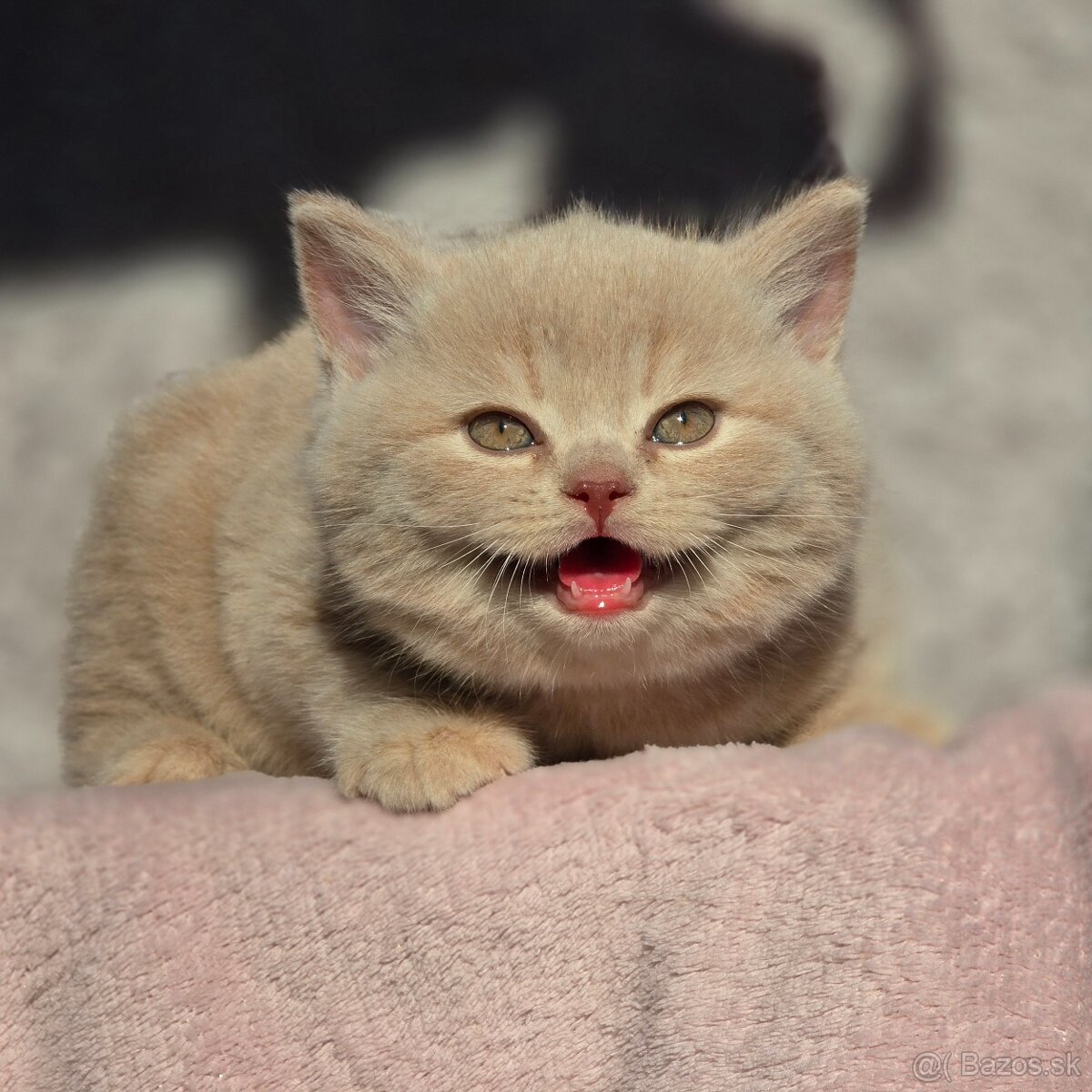 Britská kratkosrsta britské mačiatka Brit - 2