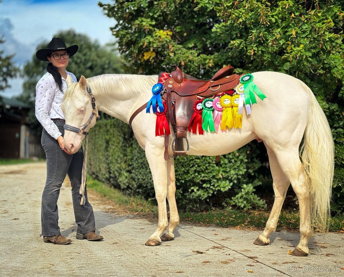 Pripúšťanie cremello Quarter Horse žrebcom - EARLY BOOKING - 2