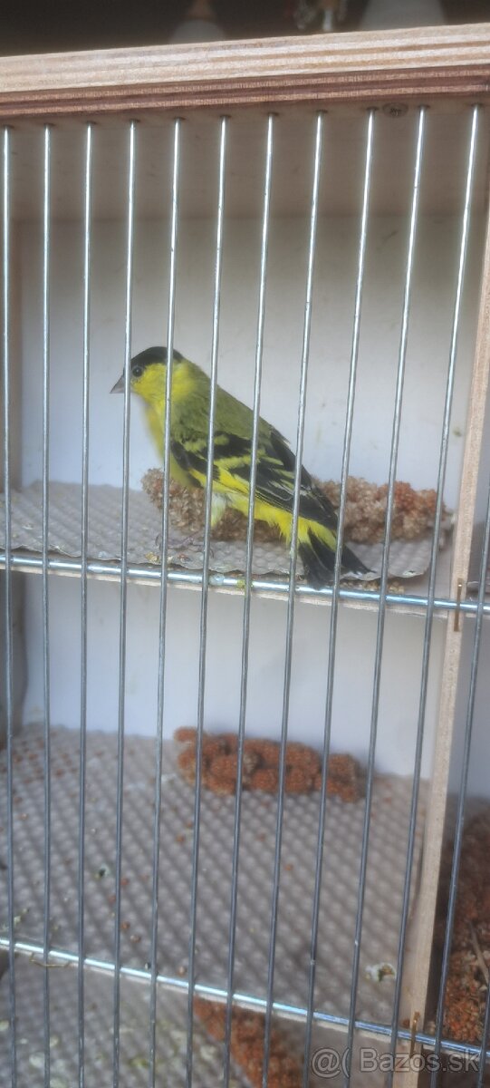 Predám Čižíkov Yarrellii - 2