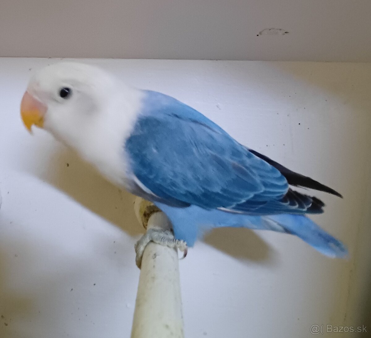 Prodám agapornise. - 2