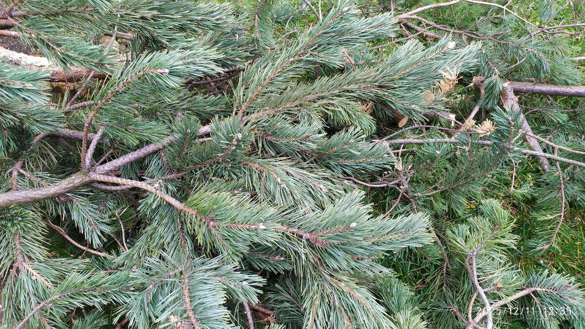 Čečina na vianočnú výzdobu - 2