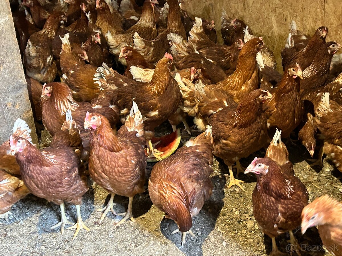 Sliepky Mládky Nosnice Lohman - 2