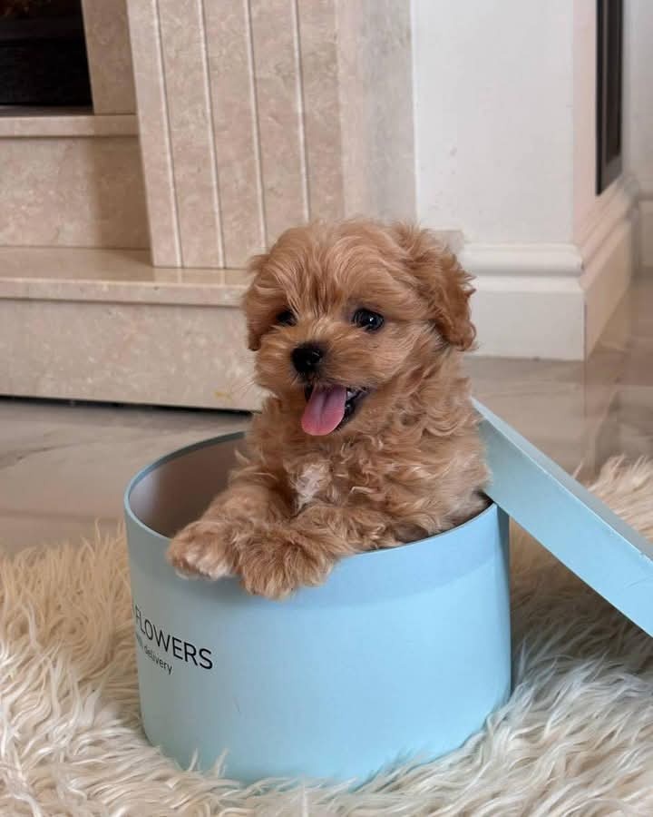 Maltipoo štěňátka - 2