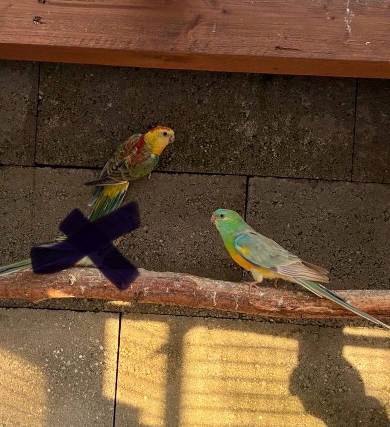 Papagáj spevavý - 2