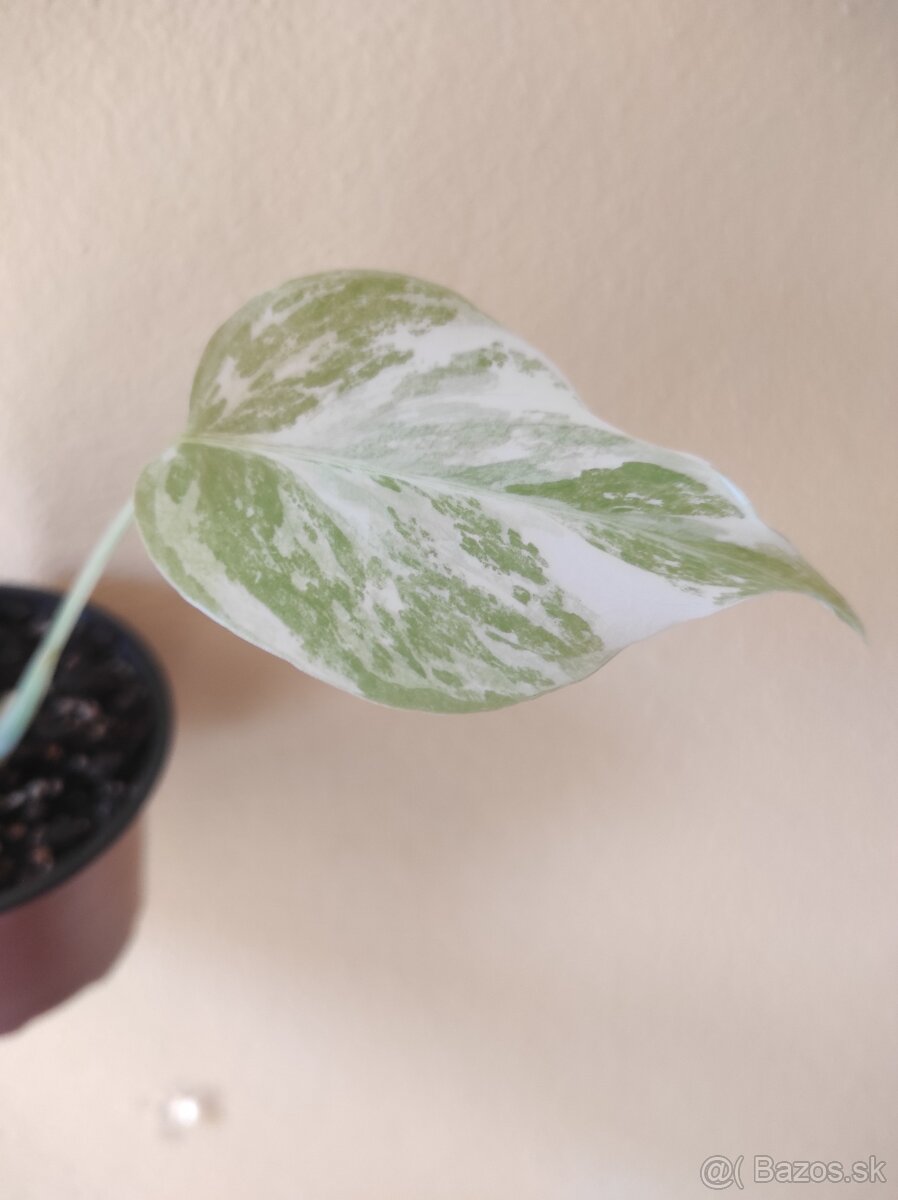 MONSTERA ALBO VARIEGATA - 2