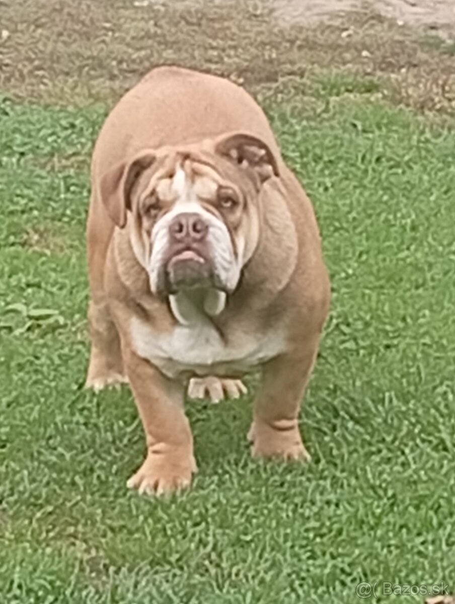 Anglicky buldog - 2