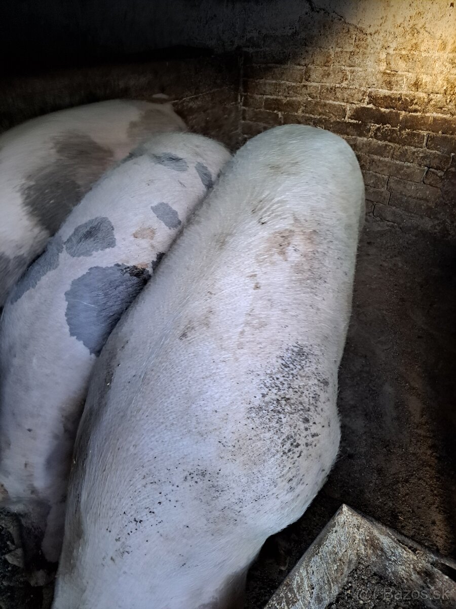 Vykrmene osipane - 2