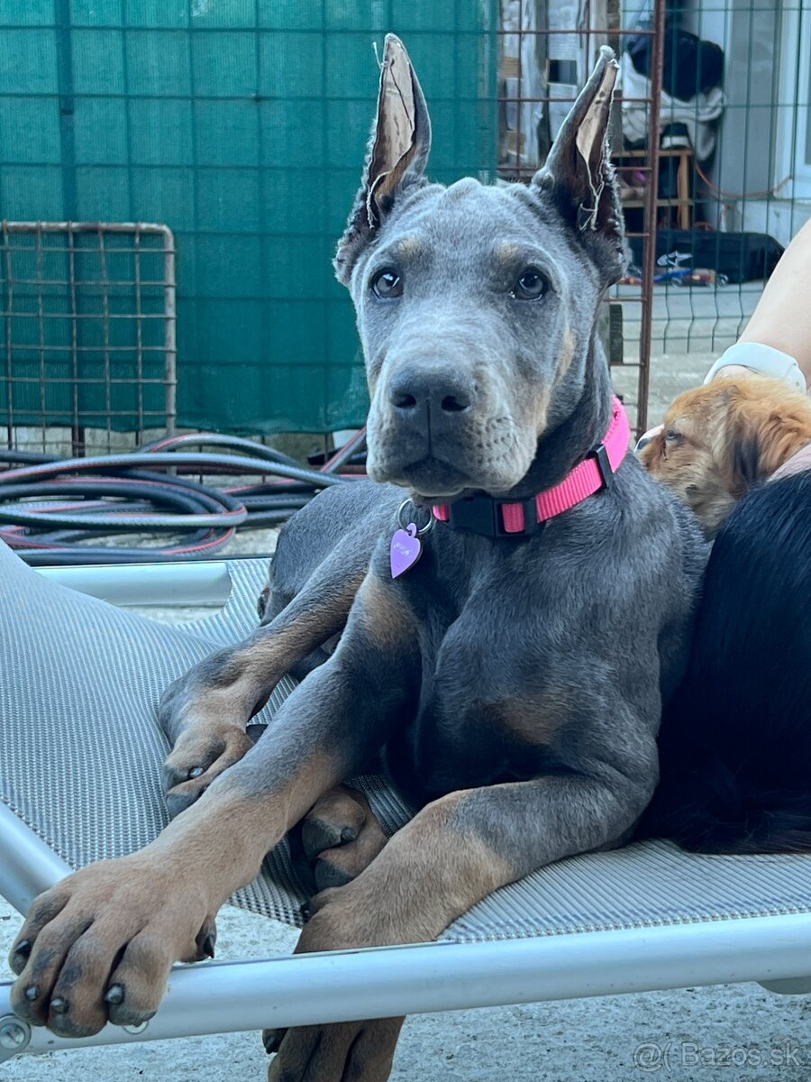 DOBERMAN - MODRA FENKA F.C.I. P.P. - 2