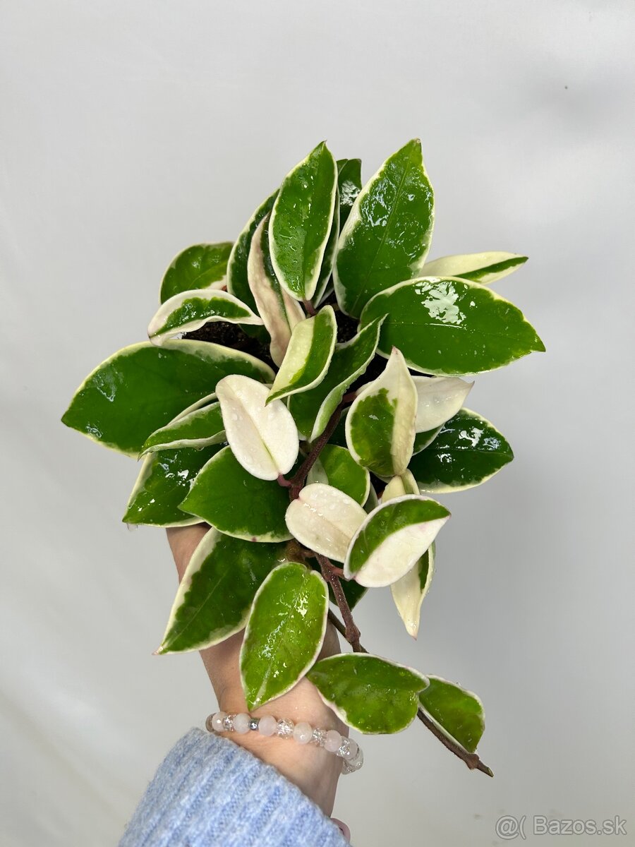 Hoya carnosa Krimson Queen - 2