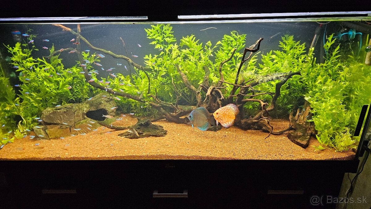 Ceratopteris cornuta - 2