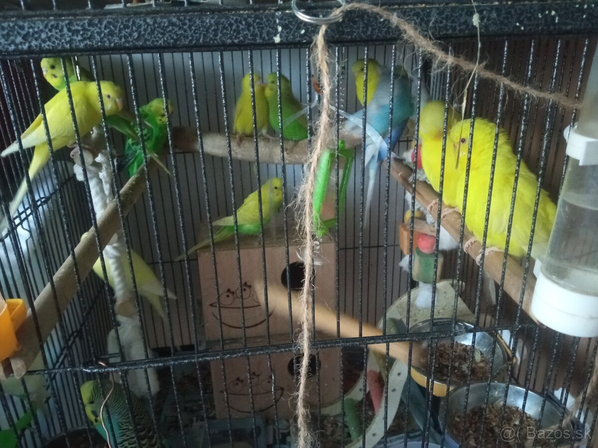 Pieskomil korelky a andulky - 2