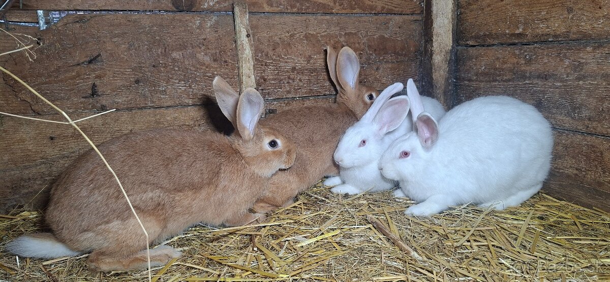 Burgundske a Hyle samice - 2