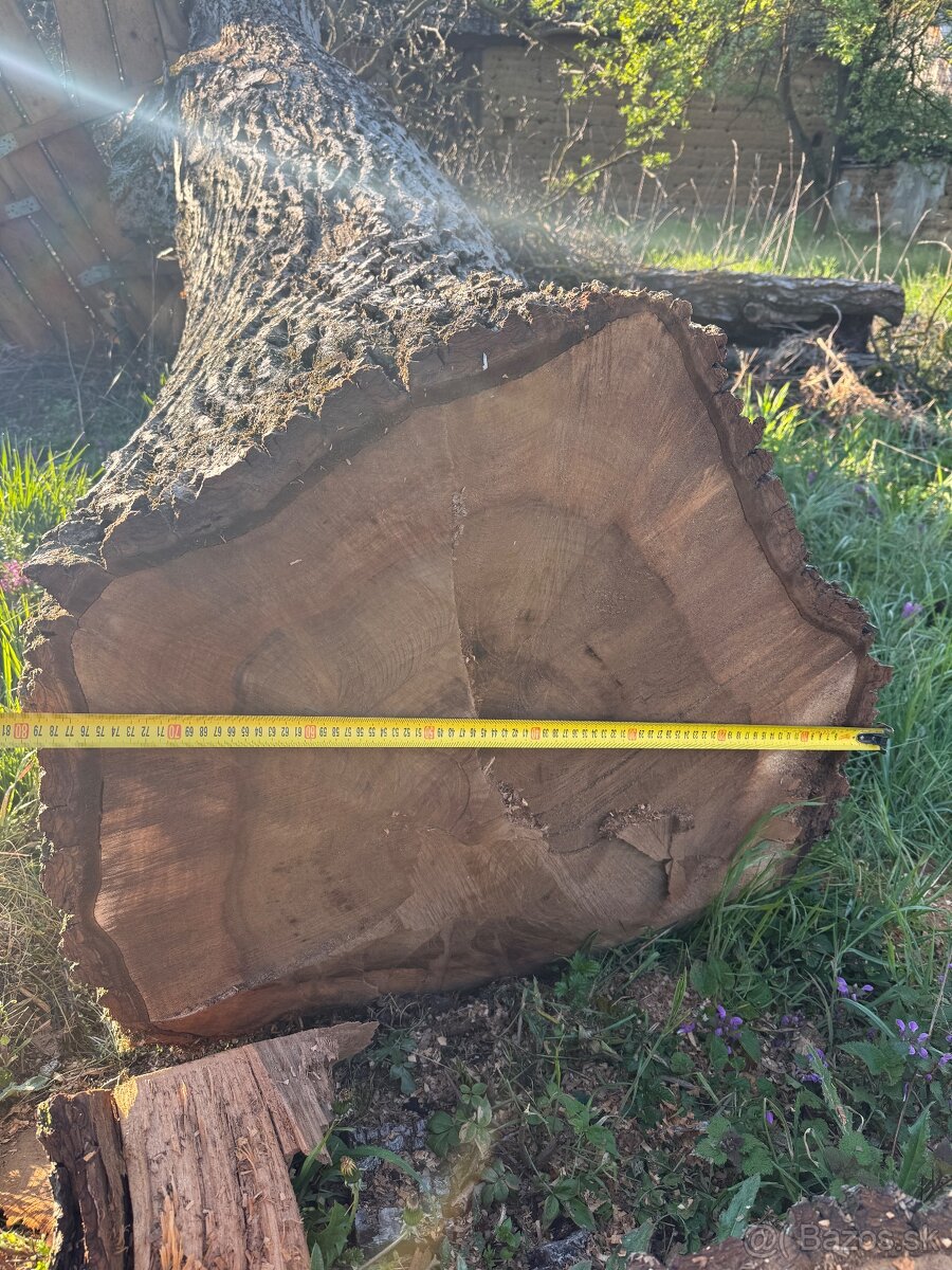 Orech kmeň guľatina - 2