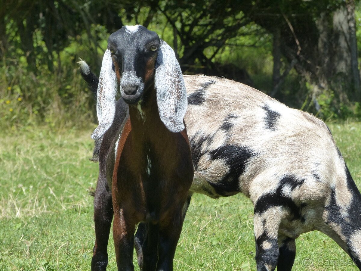 100 % anglonubijská kozička - 2