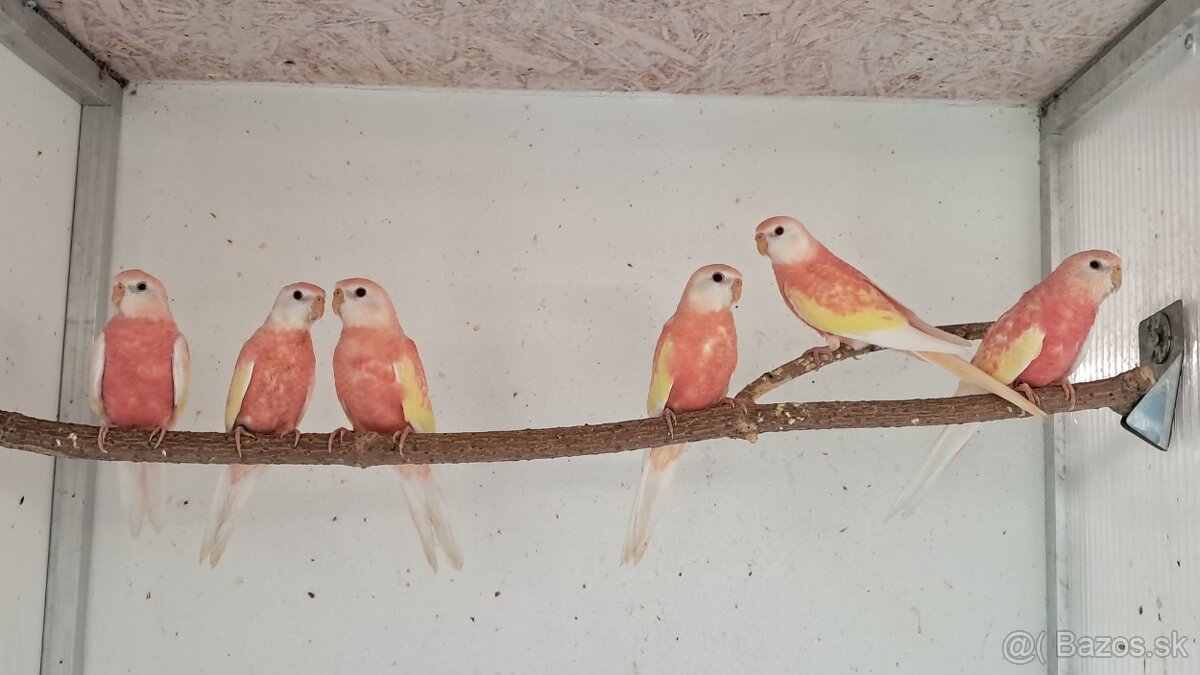 Neofema burková - 2