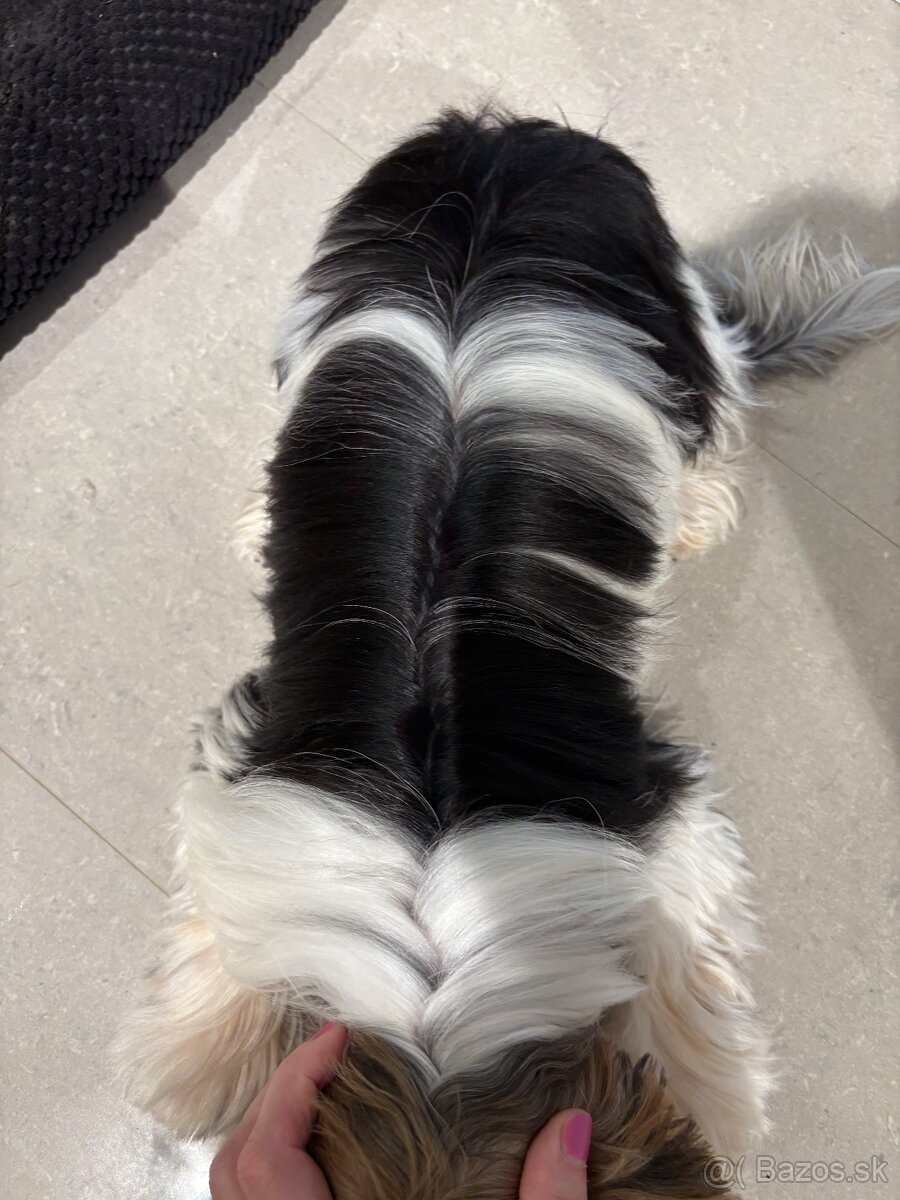 Biewer s PP krytie - 2