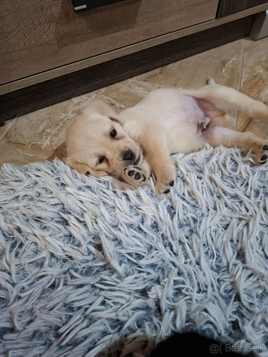 Šteniatka labradora - 2