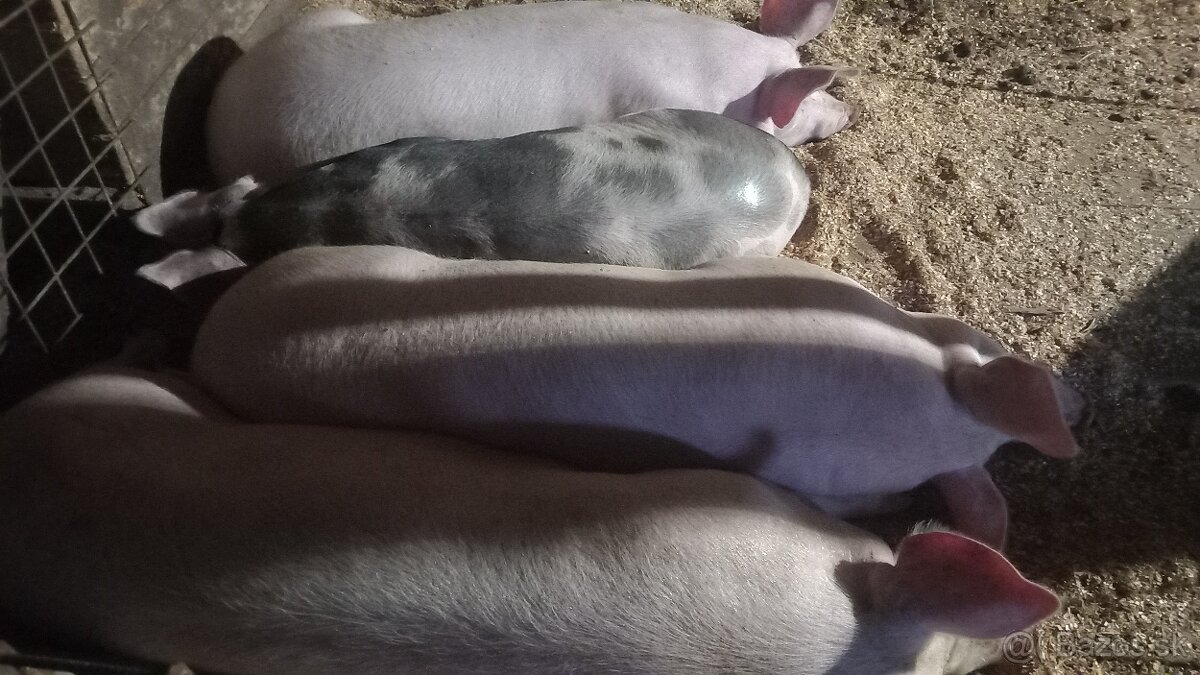 Predám jatočne ošipane ČITAŤ CELÍ INZERAT - 2