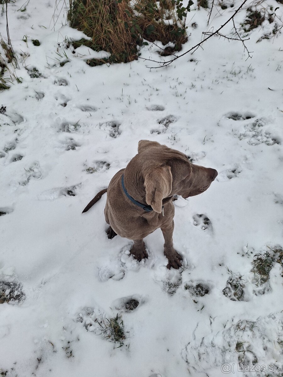 Predám-Weimarsky stavač - 2