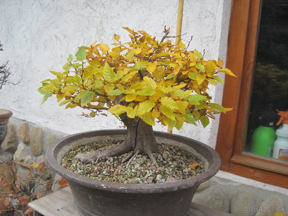 bonsai,bonsaj-hrab 26 - 2
