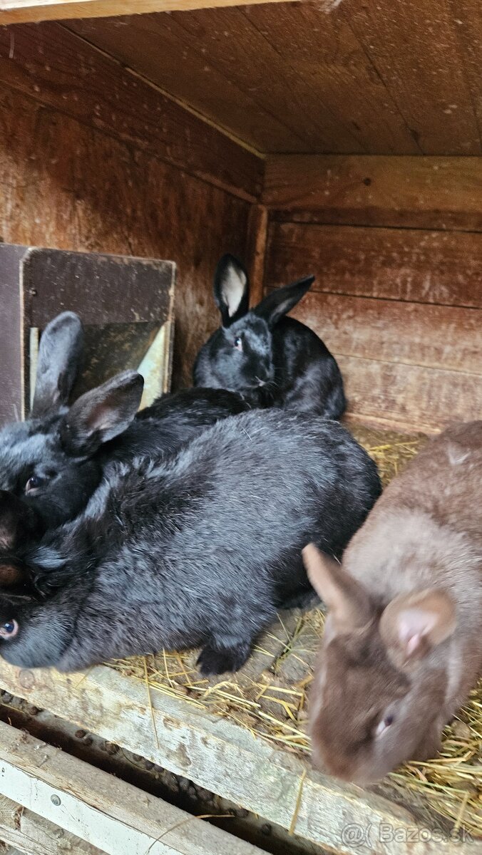 Predam zajace - 2