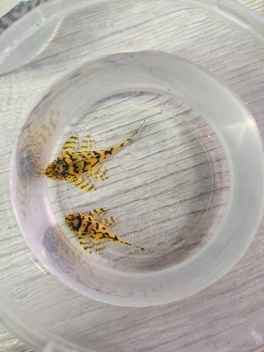 L 236 Super Yellow - odchov - 2