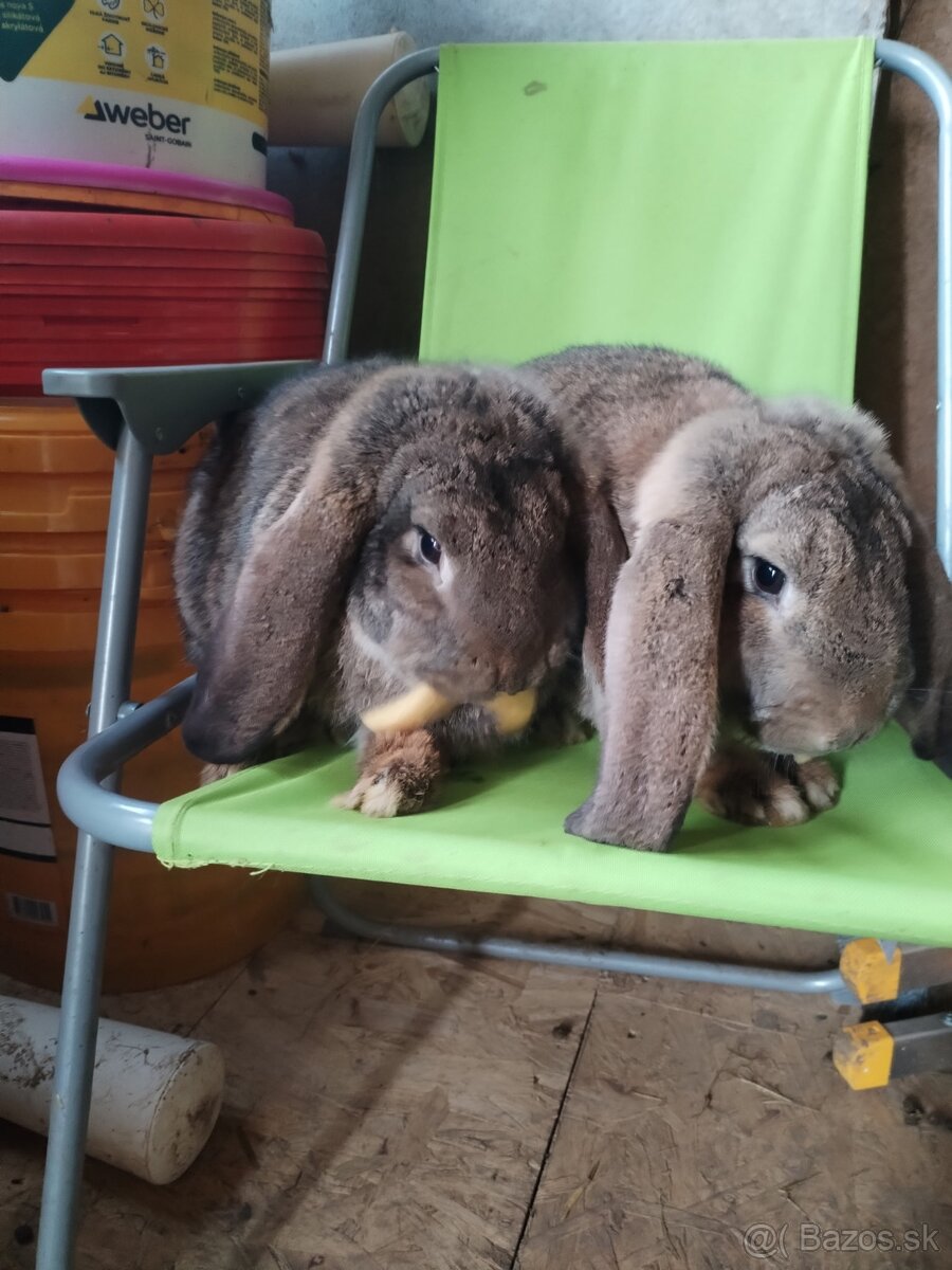 Francúzske barany - 2