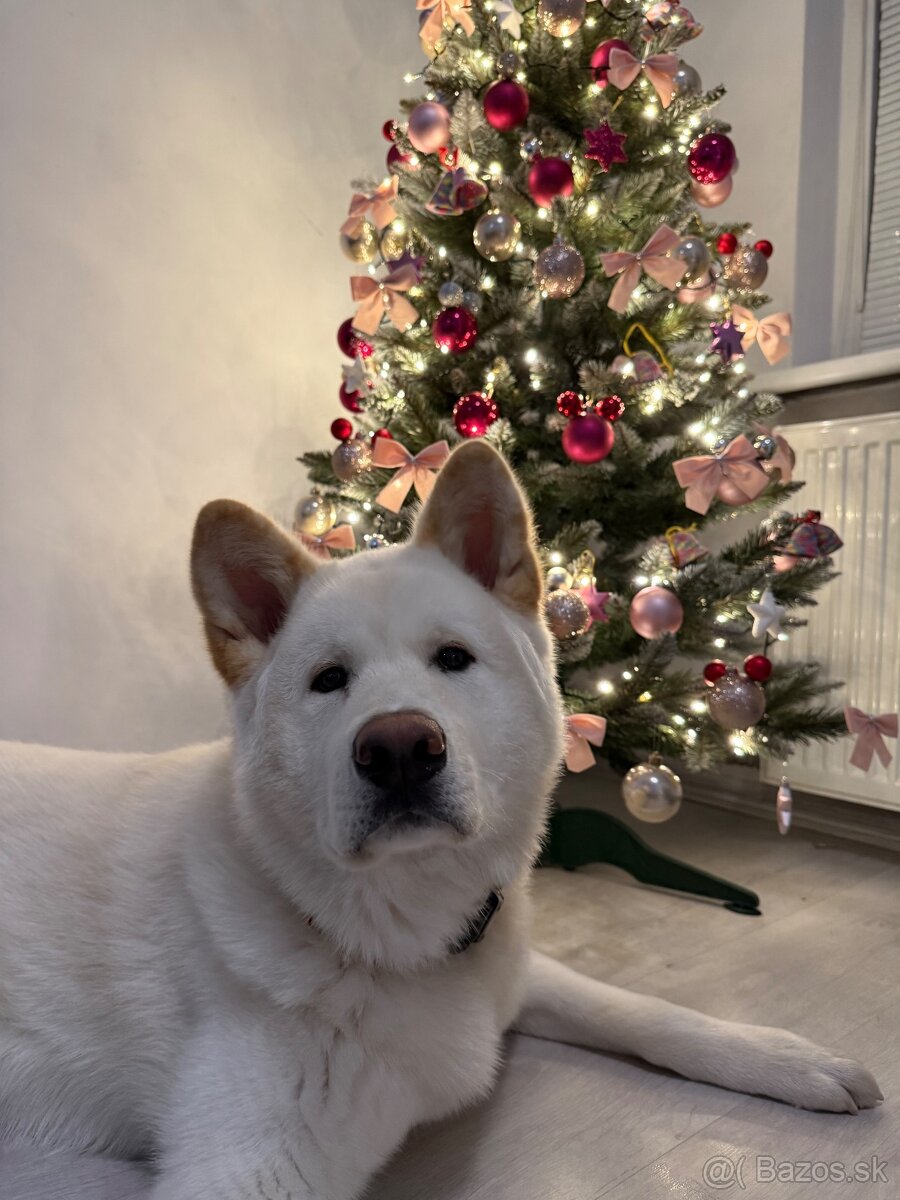 AKITA INU - 2