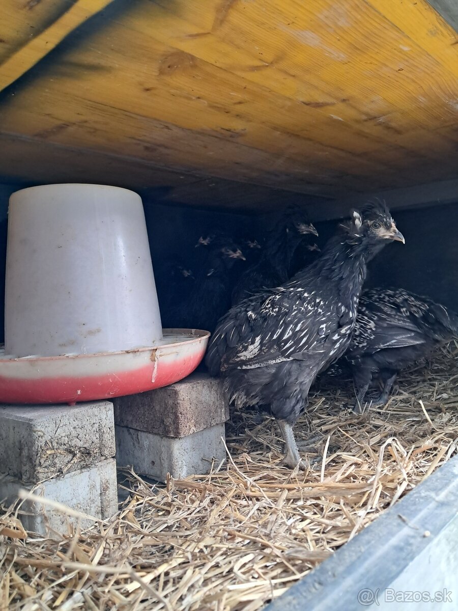 Araucana x Paduanka - 2