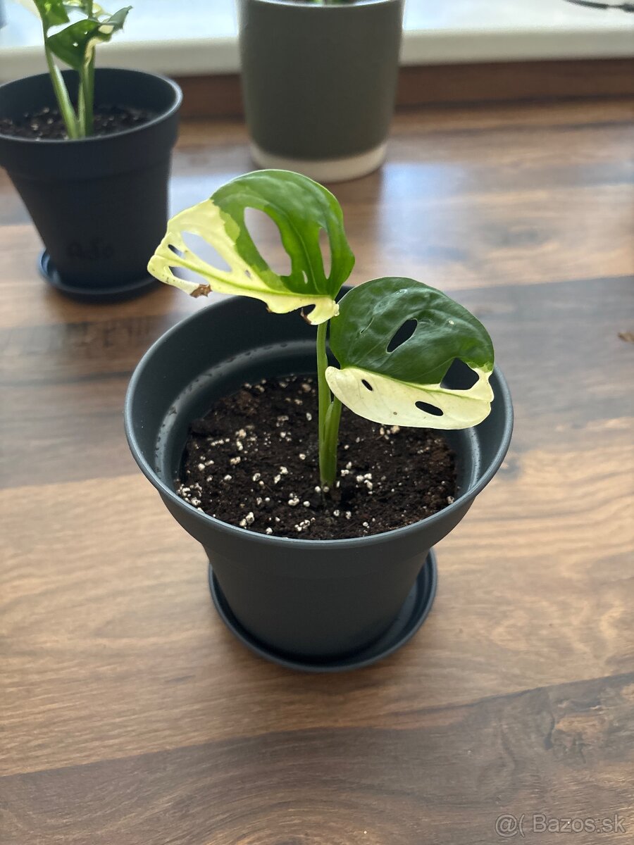 Monstera Adansonii Variegated - 2
