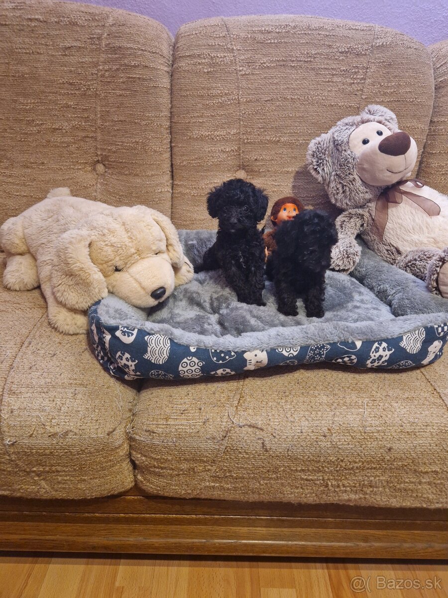 Pudel toy - 2