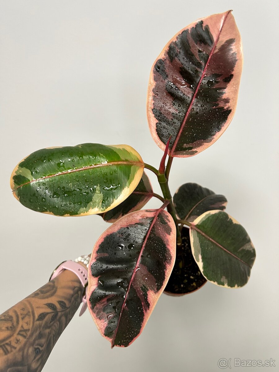 Ficus elastica ‘Belize’ - 2