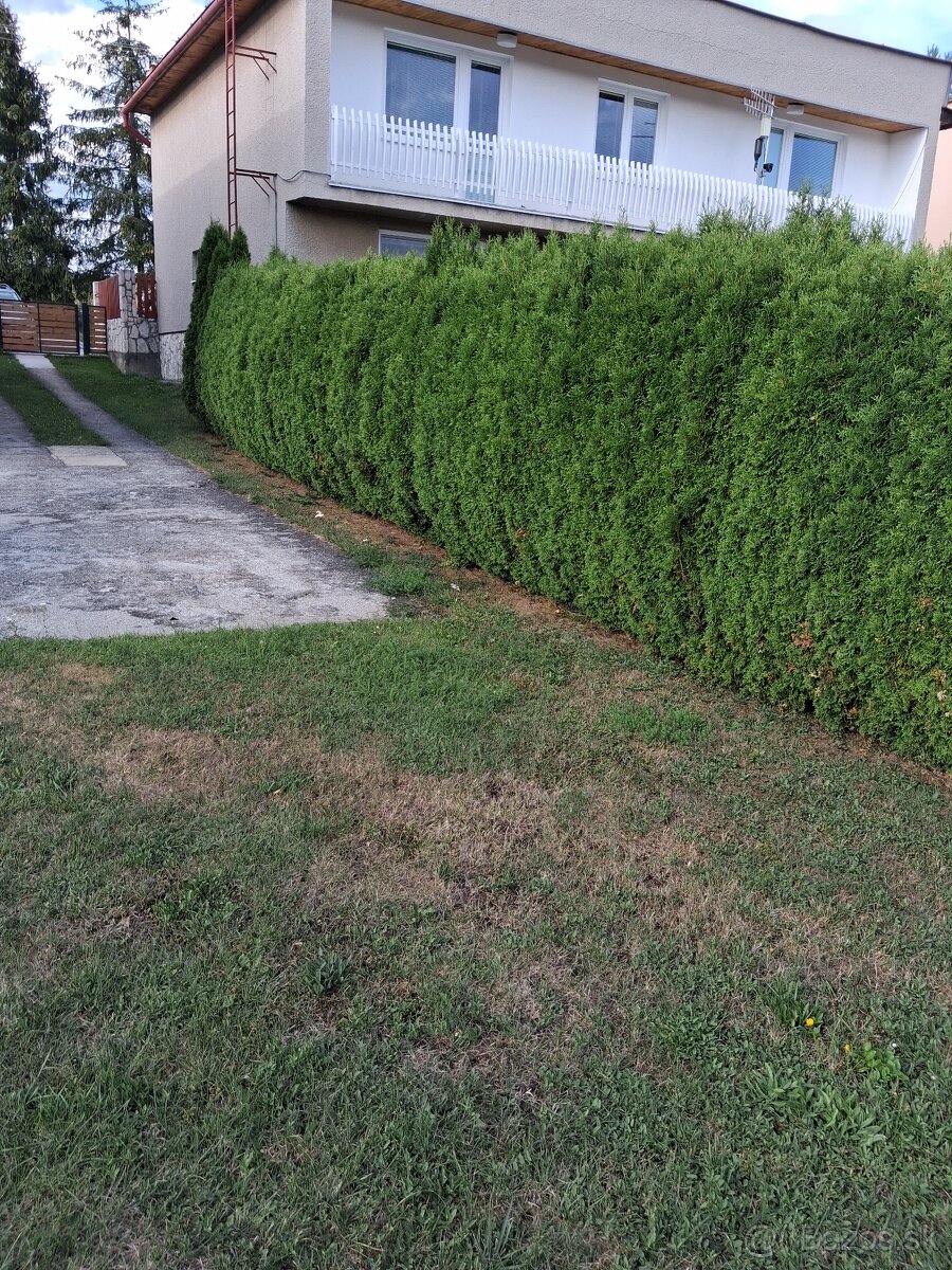 Thuja occidentalis- živý plot komplet - 2