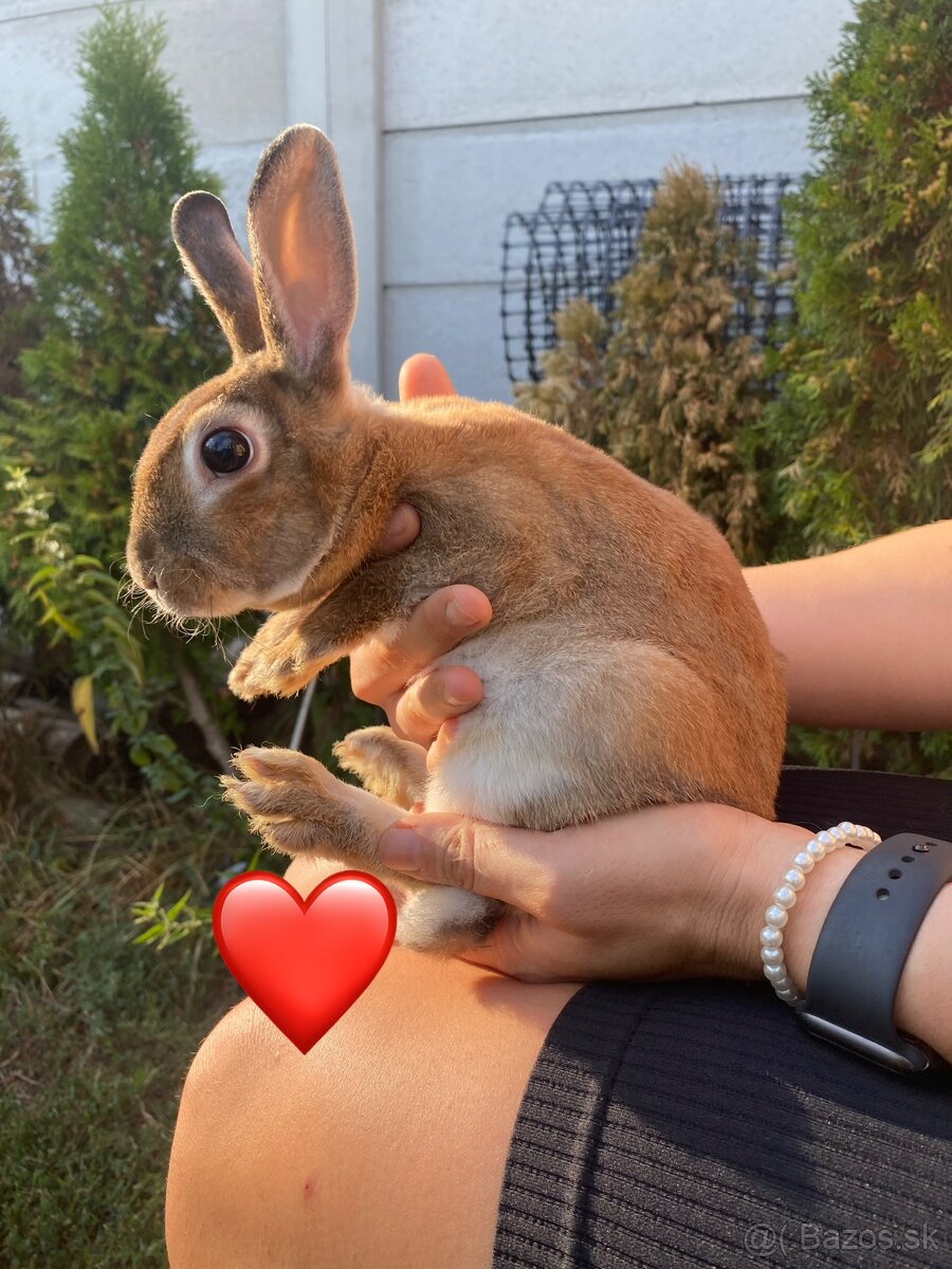 Pet zajacikovia - 2