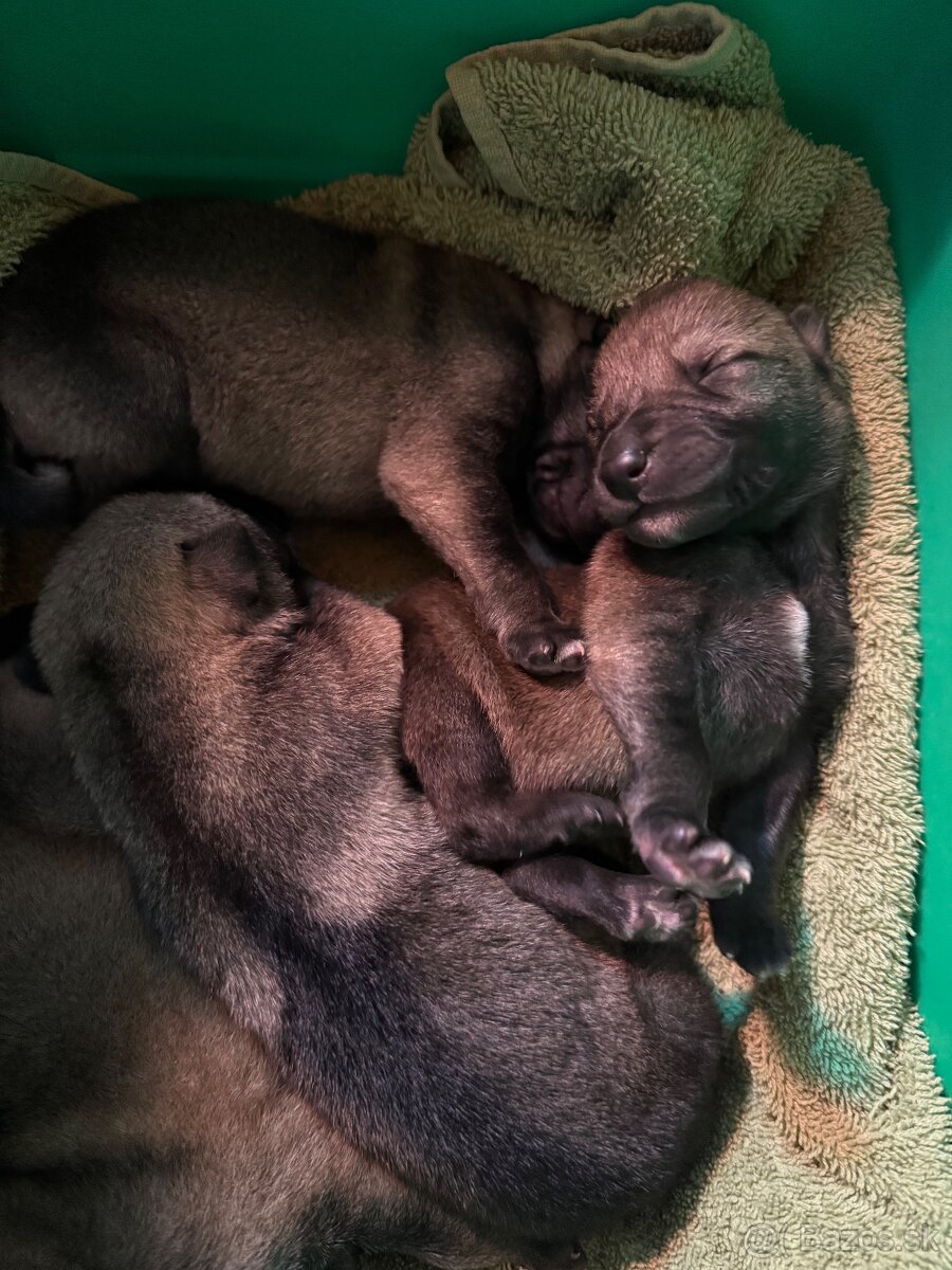 československý vlčiak s PP (FCI) - 2