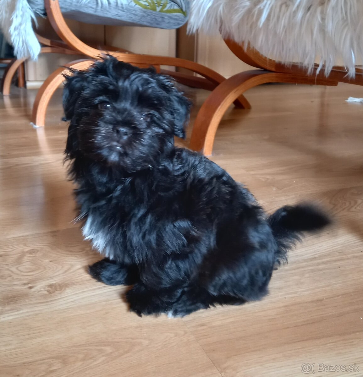 Havanský psík - 2