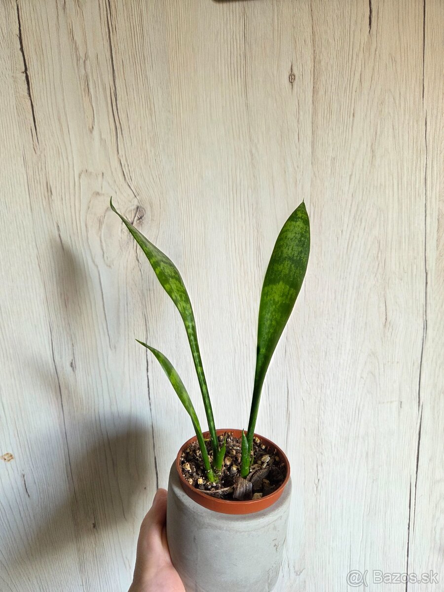 Rôzne izbové rastlinky - 2