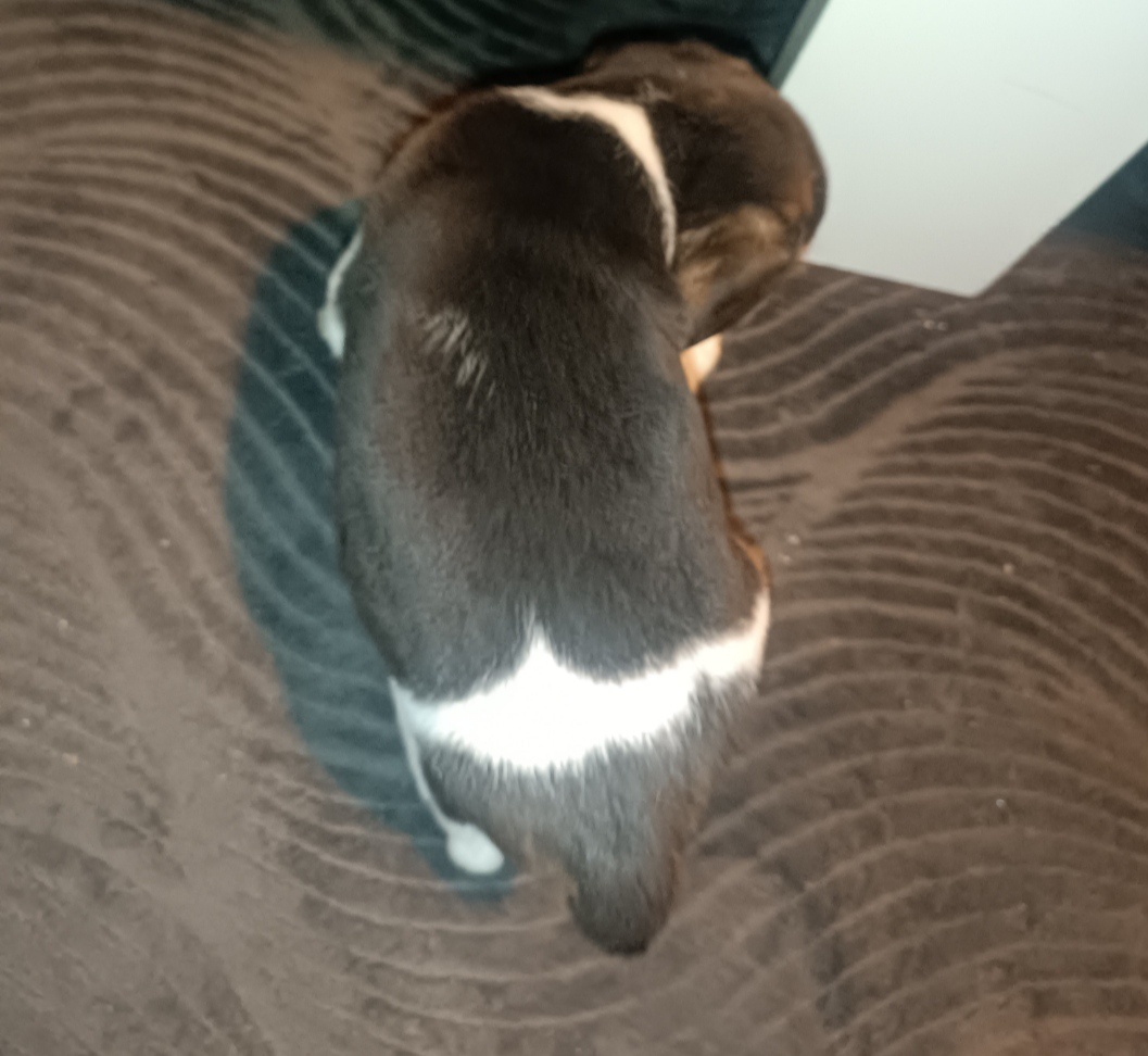 Bigl Bígl Beagle Bigel šteniatka - 2