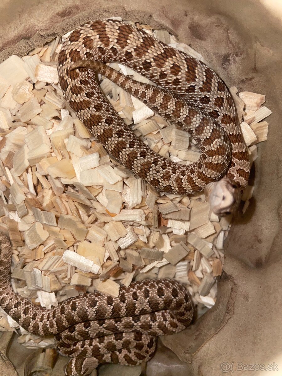 Heterodon Nasicus - 2