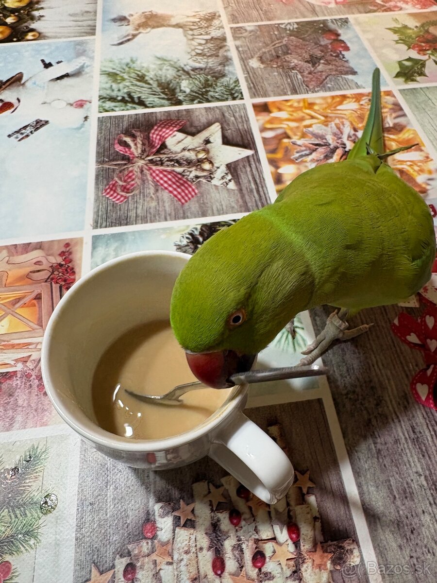 Alexander Malý- ručne dokŕmený - 2