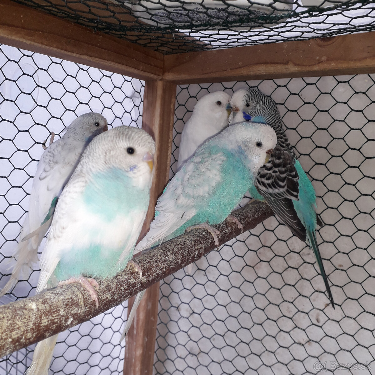 predám andulky a zebričky - 2