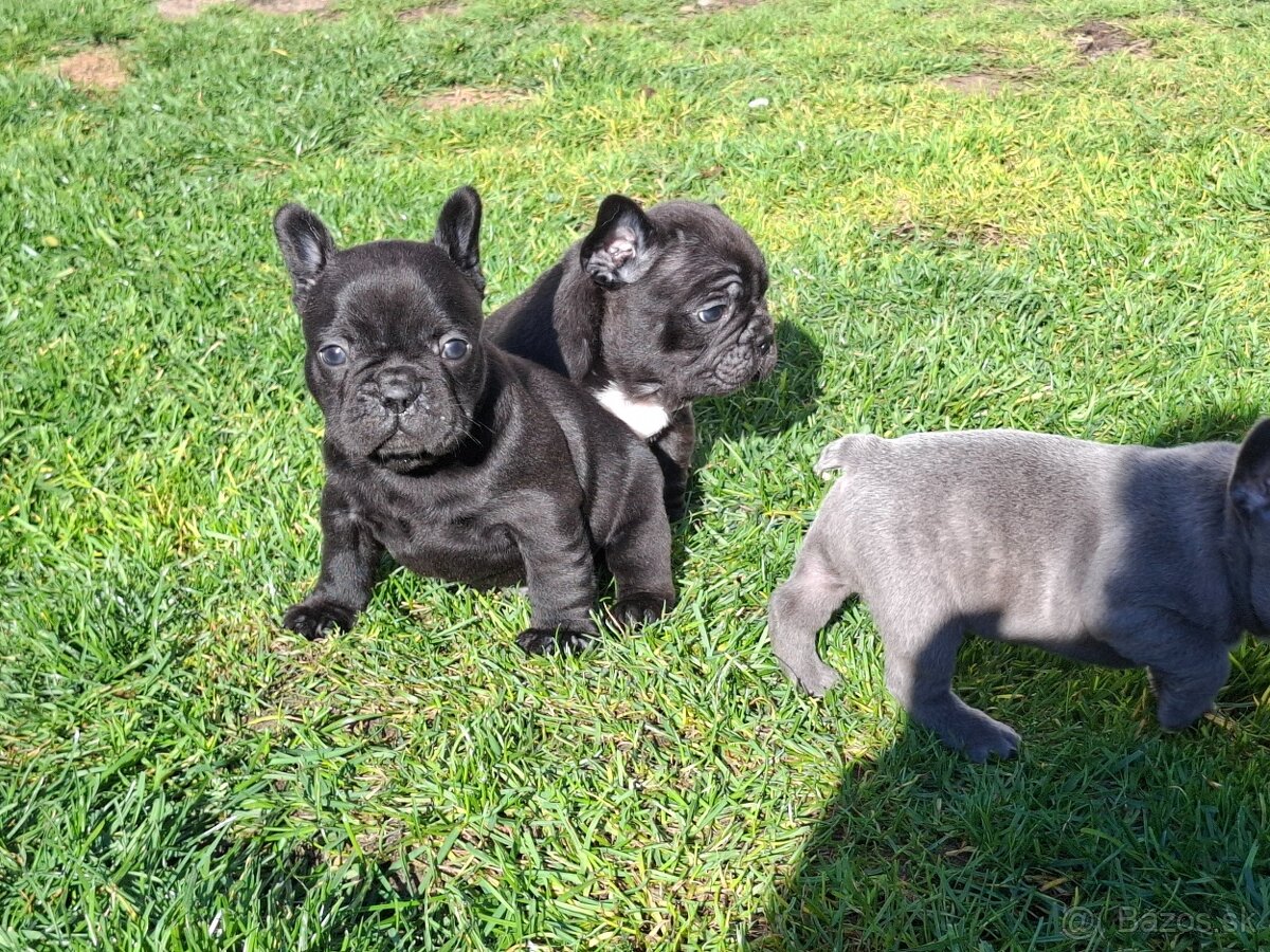 Francuzský buldoček - 2