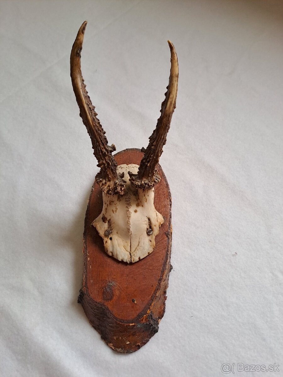 Predam srncie trofeje - 2