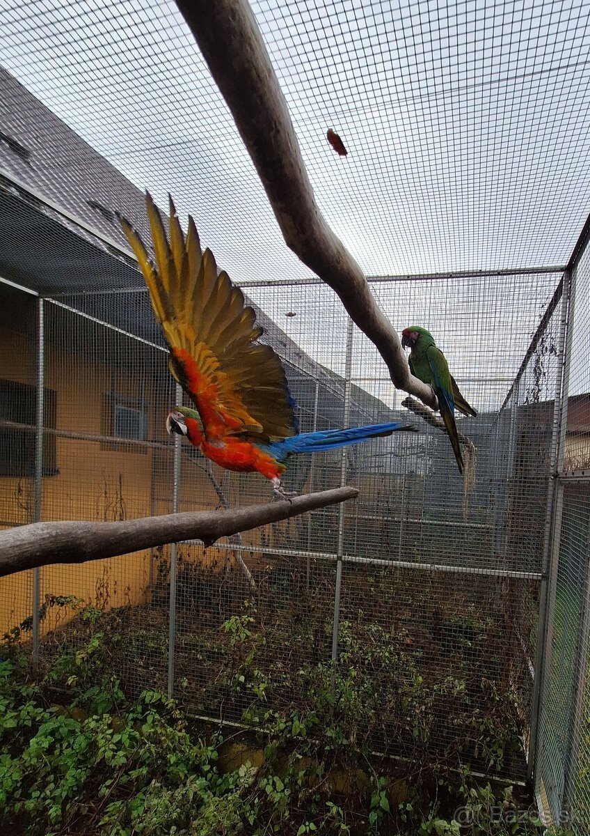 Ara Harlekýn 0.1 - 2