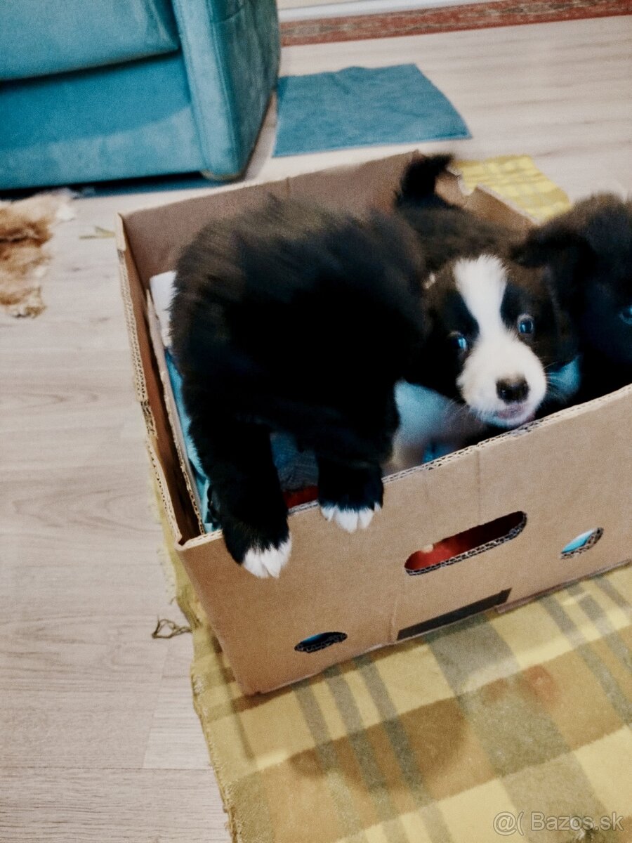 Ponúkam šteniatka border kolia–otec, matka-krizenres Skalica - 2