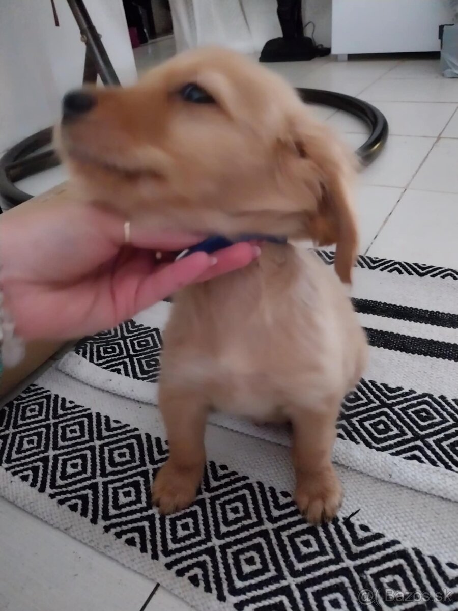 Predám posledné šteniatko Zlatého retvivera - 2