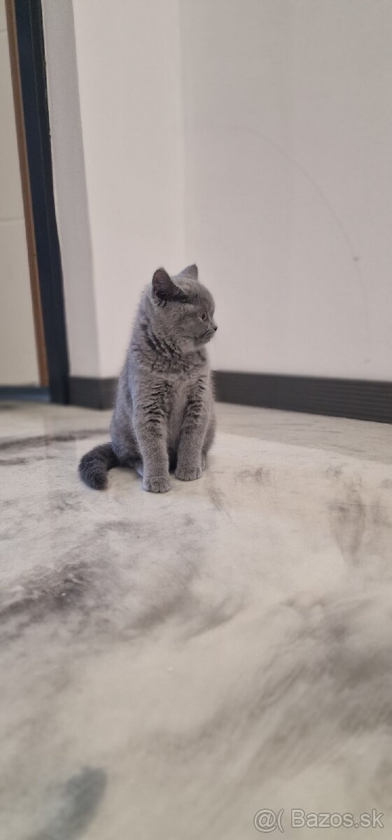 Britská mačiatka - 2